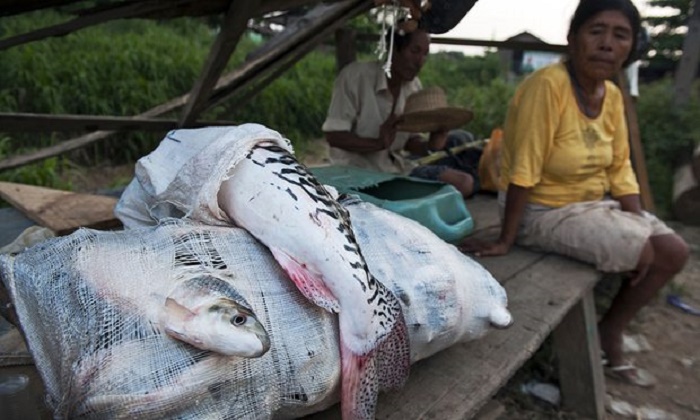 Leaked map reveals chronic mercury epidemic in Peru 